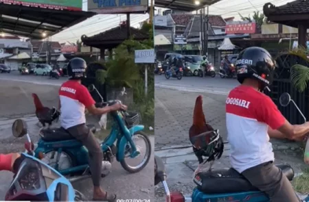 VIRAL Ayam Tetap Santuy Saat Dibonceng Naik Motor, Kayak Tok Dalang dan Rambo!